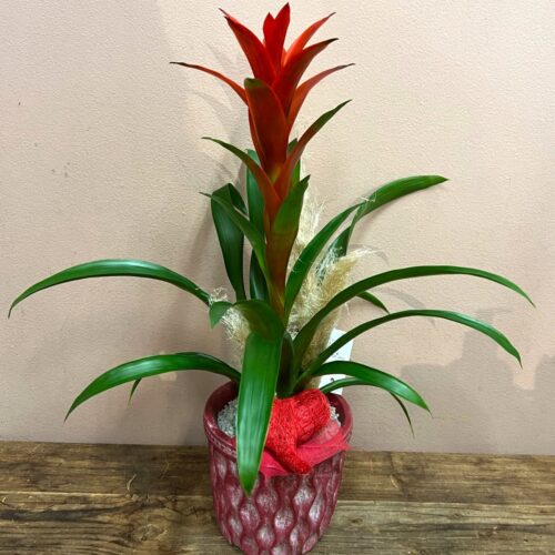 Guzmania