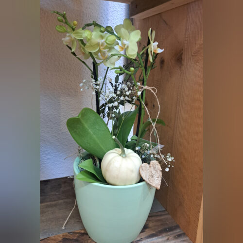 Orchidee