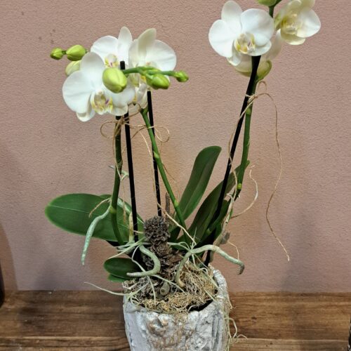 Orchidee