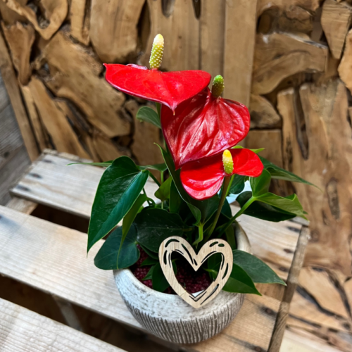 Anthurium