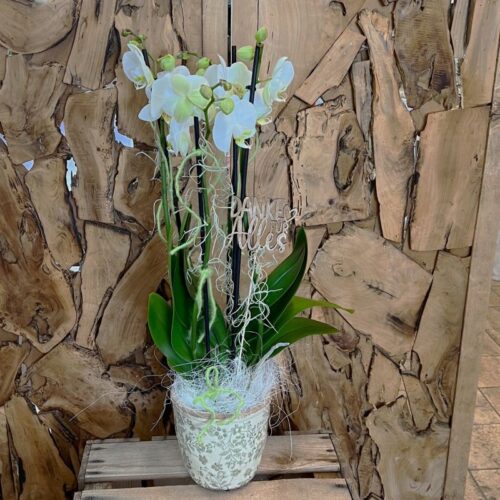 Orchidee
