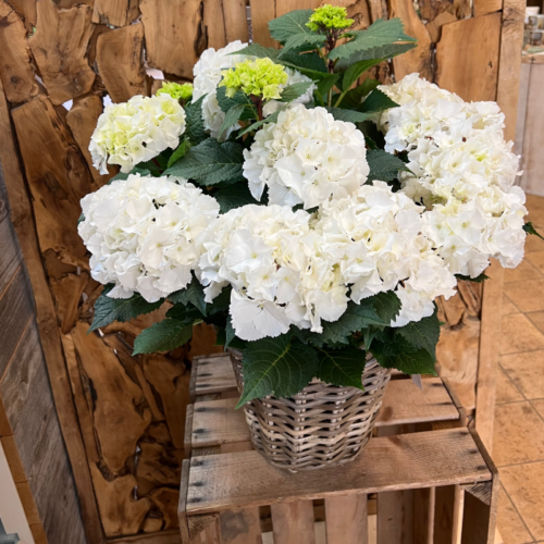 Hortensie im Korb